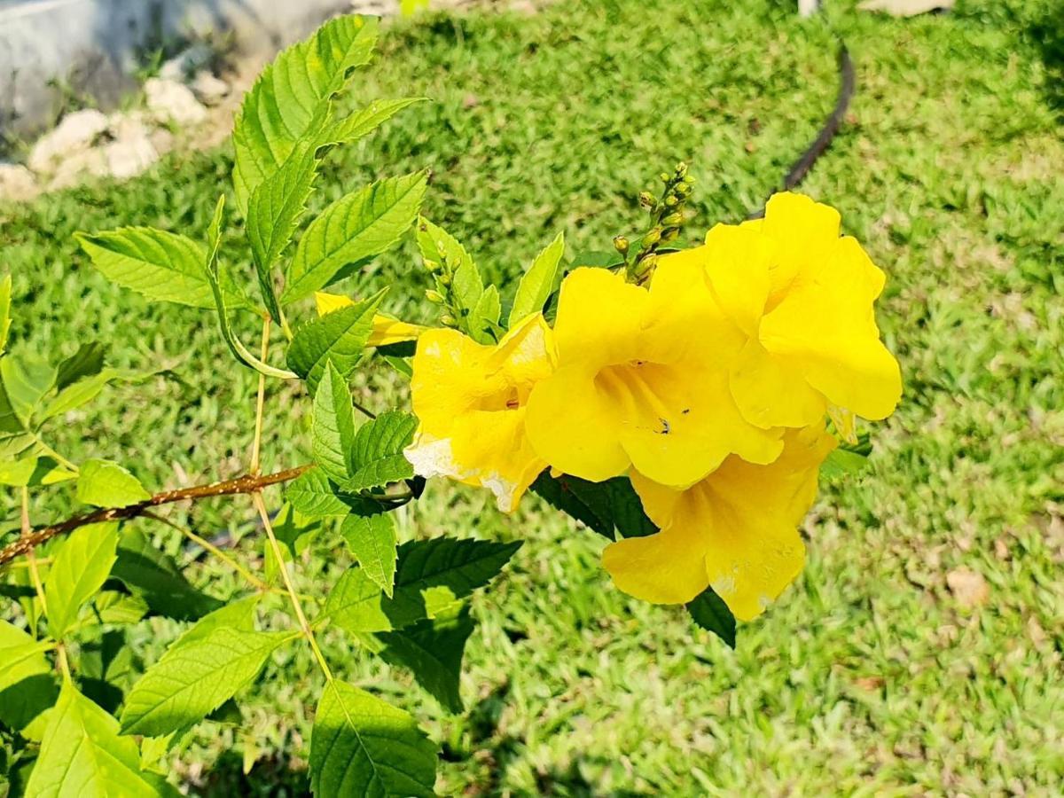 צ'ום טונג B-Tel Chomthong Resort Chiang Mai מראה חיצוני תמונה